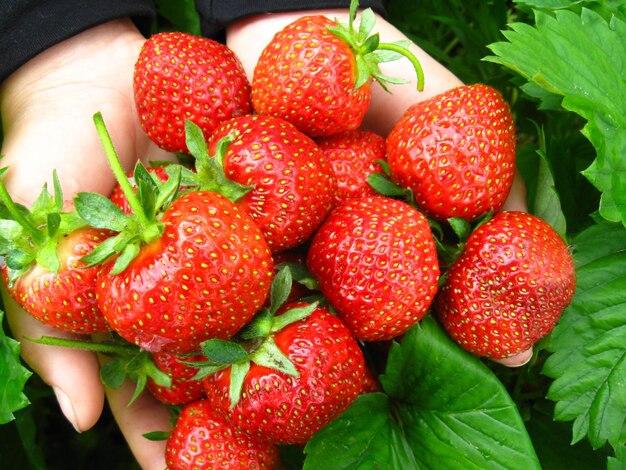 L'image des palmiers pleins de fraises