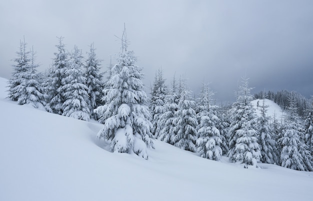 Image panoramique de l'arbre des épicéas. Jour glacial, scène hivernale calme. Lieu Carpates, Ukraine Europe. Station de ski. Superbe image de zone sauvage. Explorez la beauté de la terre. Tourisme . Bonne année