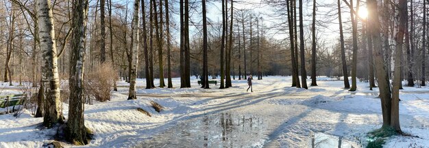 L'image panoramique du parc printanier, des troncs d'arbres noirs se tiennent dans l'eau, un temps ensoleillé, de longues ombres d'arbres, personne. Photo de haute qualité