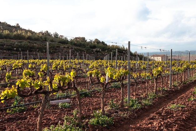 Image panoramique des vignobles tourné au printemps ensoleillé