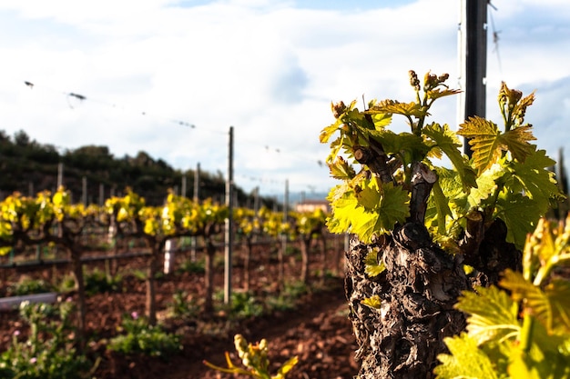 Photo image panoramique des vignobles tourné au printemps ensoleillé