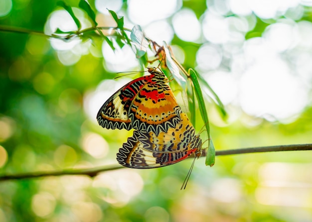 Image d'un papillon sur la fleur avec un arrière-plan flou