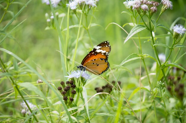 Image de papillon tigre ou également connu sous le nom de papillon Danaus chrysippus reposant sur les plantes à fleurs