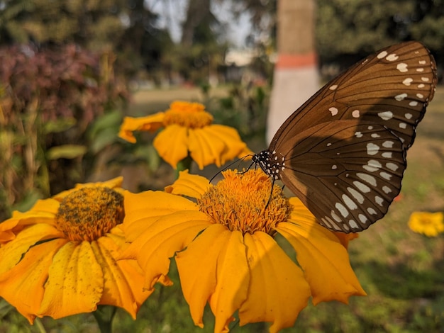 Image papillon