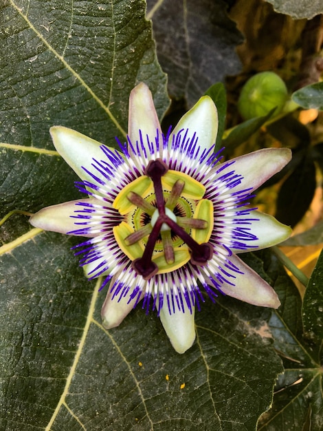 L'image de la Passiflora caerulea est présentée dans le tableau ci-dessous.