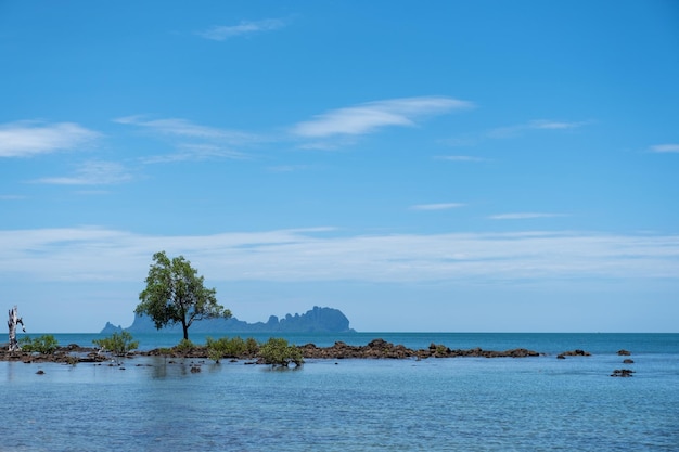 Image de paysage d'arbres dans la mer