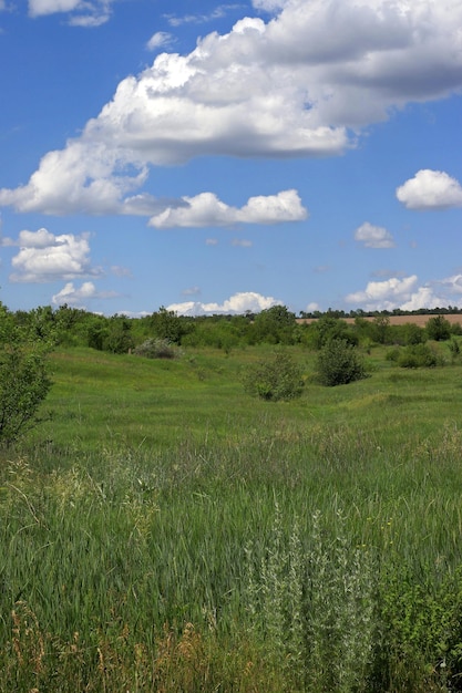 Image d'un paysage d'été d'un champ vert avec un petit nombre d'arbres verts à l'horizon un ciel bleu avec des nuages blancs