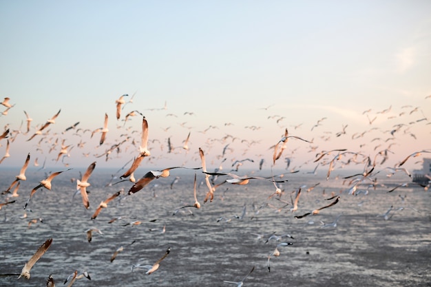 Image de paysage de mouettes volant dans le ciel au coucher du soleil