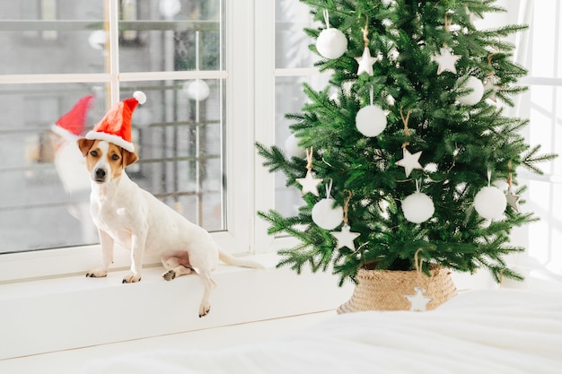 Image de petit chien en chapeau de père Noël pose sur le rebord de la fenêtre près d'un arbre décoré.