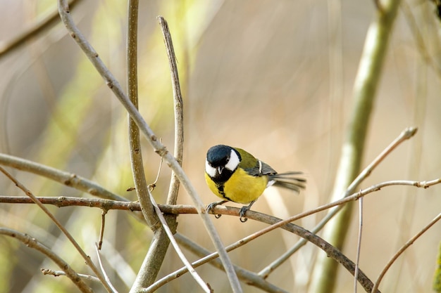 Image d'un petit oiseau posé sur une branche