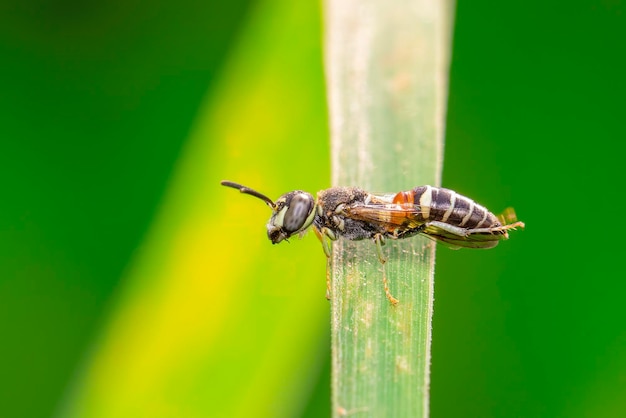 Image de la petite abeille ou de l'abeille naineApis florea sur la feuille verte sur un fond naturel Animal insecte