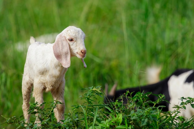 Image de petite chèvre blanche sur le pré vert Animal de ferme