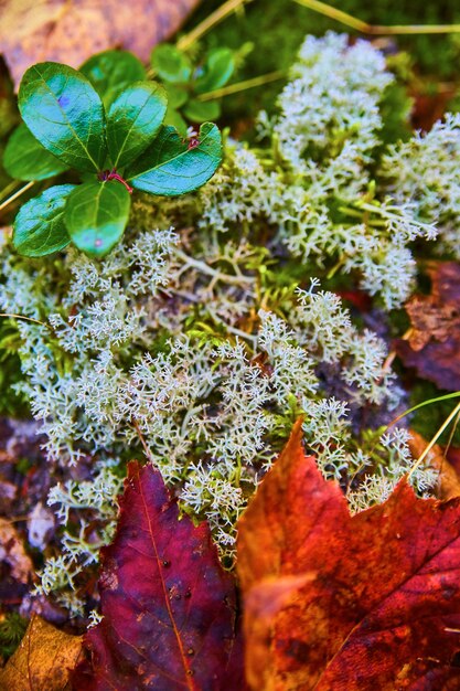 Image d'une petite plante blanche en gros plan avec des feuilles d'automne violettes et rouges profondes sur un sol forestier