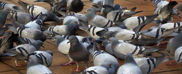 Photo une image de pigeons