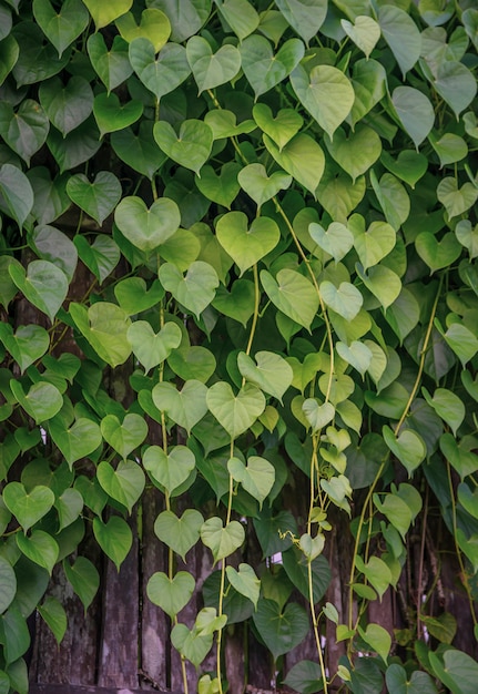 Image d'une plante avec des feuilles vertes en forme de cœur