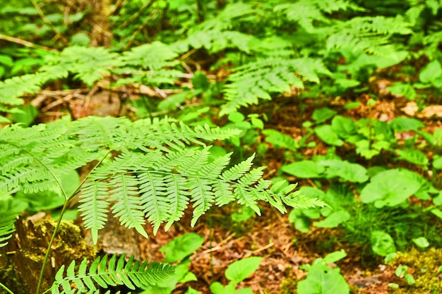 Image de la plante de fougère laisse un vert luxuriant