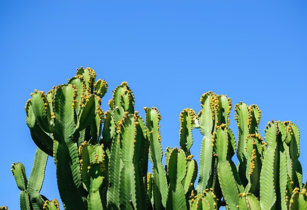 Image de plantes de cactus en bonne croissance avec fond de ciel bleu clair