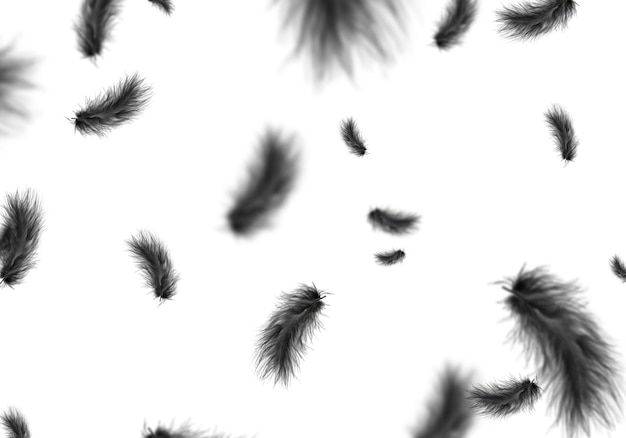 une image de plumes noires qui sont sur un fond blanc