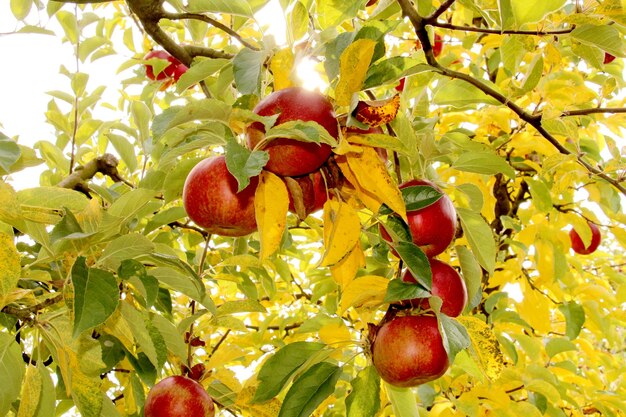 image d'une pomme mûre sur le concept d'automne de l'arbre