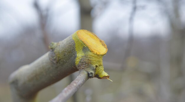 image d'un pommier taillé et protégé en hiver