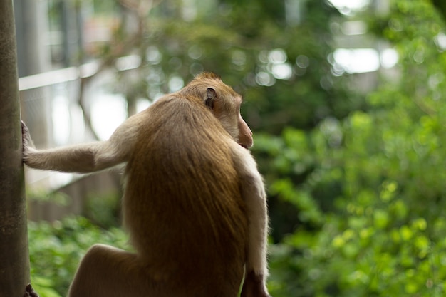 Image portrait de singe (macaque)