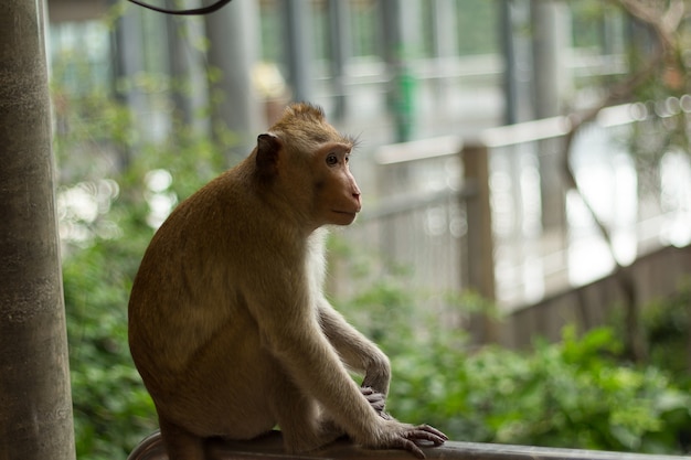 Image portrait de singe (macaque)