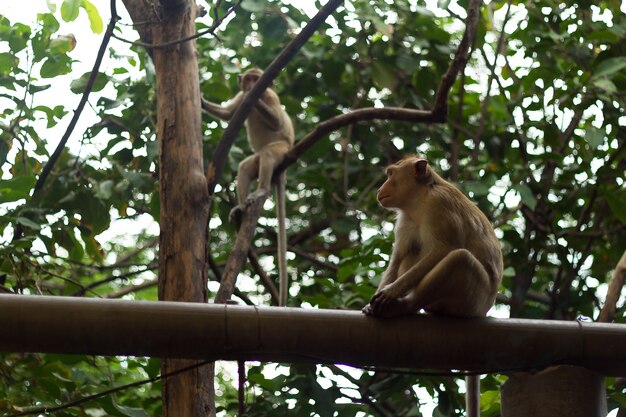 Image portrait de singe (macaque)
