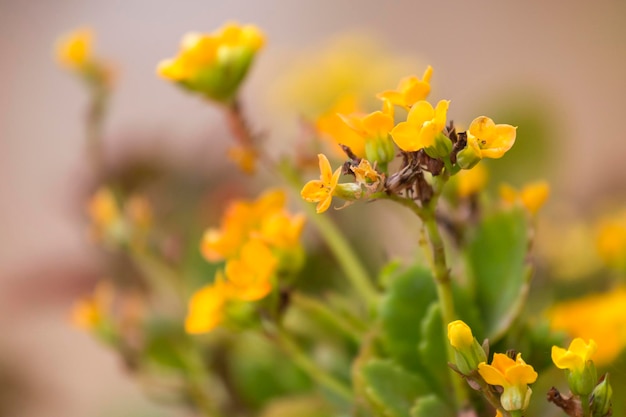 Image de printemps fleuri kalanchoe crassulaceae famille