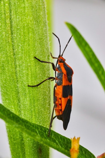 Image de la punaise d'asclépiade grimpant sur la feuille verte