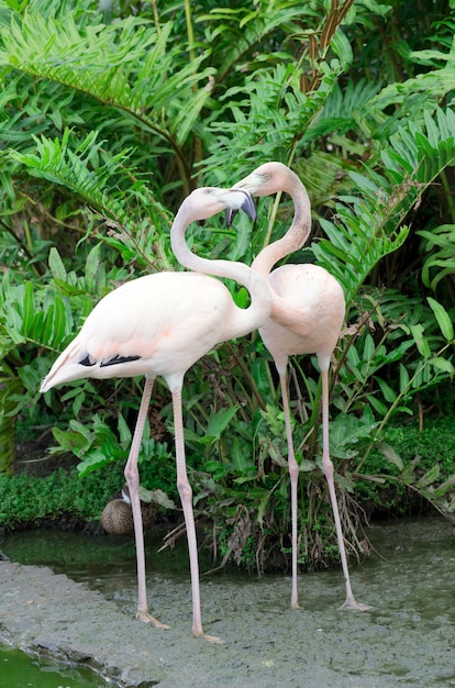 Image de quatre flamants roses dans l'eau