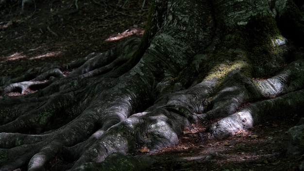 Image avec racines d'arbre mature en forêt naturelle