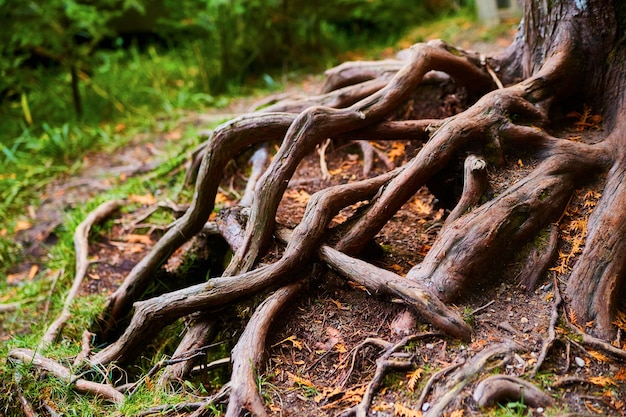 Photo image de racines d'arbres entrelacés sur un sol forestier