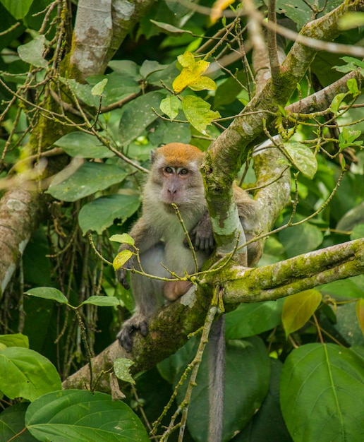 Cette image raconte un singe à longue queue assis sur une branche d'arbre