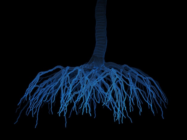 Image radiographique de la racine isolée sur fond noir.