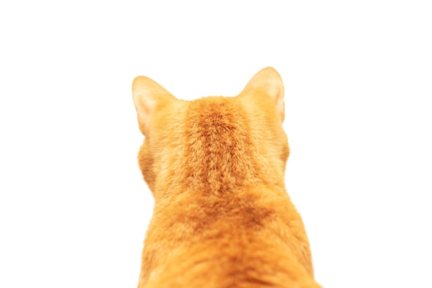 Une image rapprochée d'un chat sur un fond blanc