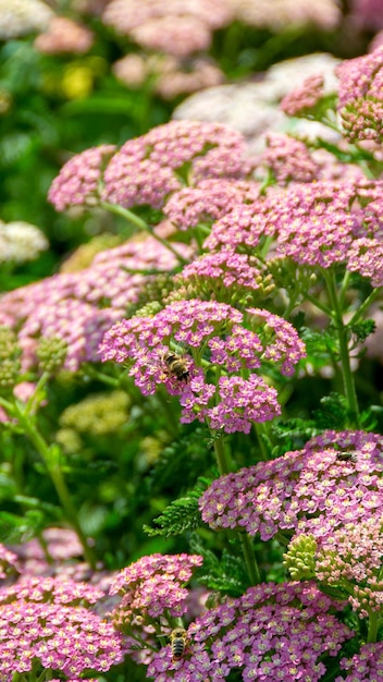 Image rapprochée de petites fleurs roses dans le parc avec un fond vert Un bouquet de fleurs violettes avec le mot abeille en bas Photo de haute qualité