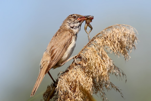 Image rare. La grande fauvette des roseaux attrape et mange une petite grenouille.