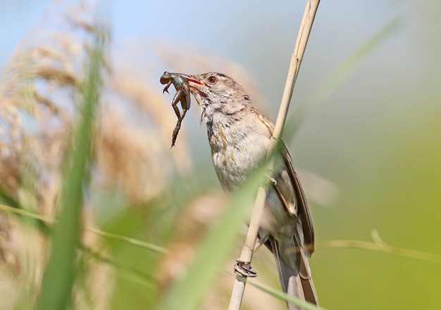 Image rare. La grande fauvette des roseaux attrape et tient dans son bec une petite grenouille.