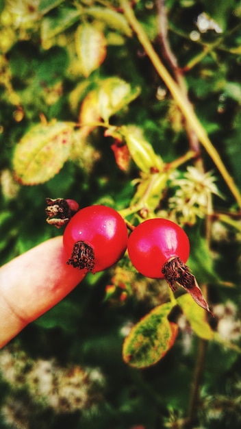 Photo image recadrée d'une main touchant un fruit rouge poussant sur une plante