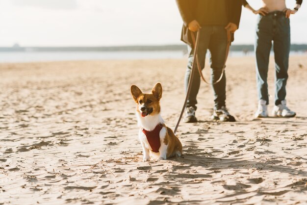 Image recadrée de personnes marchant sur la plage avec un chien. Pieds de femme et homme debout sur le sable