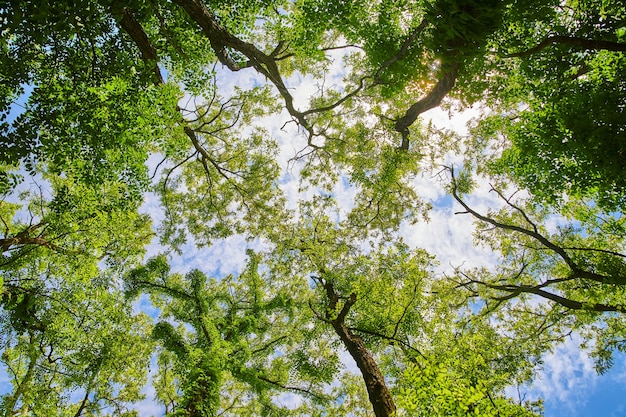 Image de regarder la forêt avec des feuilles vertes vibrantes