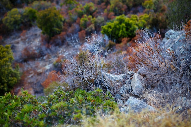 Image avec un relief végétal dans la forêt