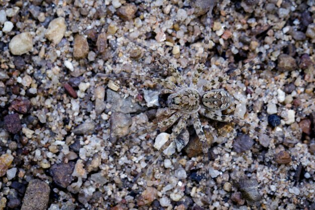 Image de River Huntress Spiders (Venatrix arenaris) sur le sable. Insecte Animal