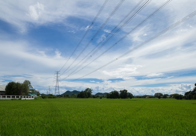 Image de rizière verte avec un ciel bleu dans la campagne