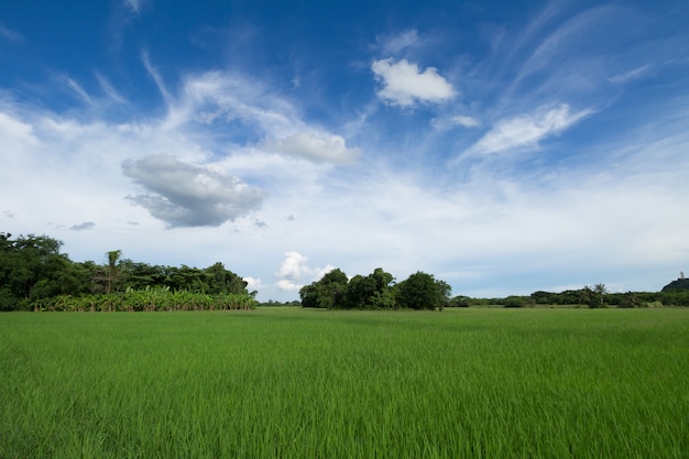 Image de rizière verte avec un ciel bleu dans la campagne