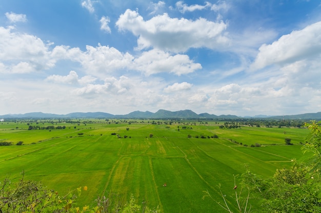 Image de rizière verte avec un ciel bleu dans la campagne