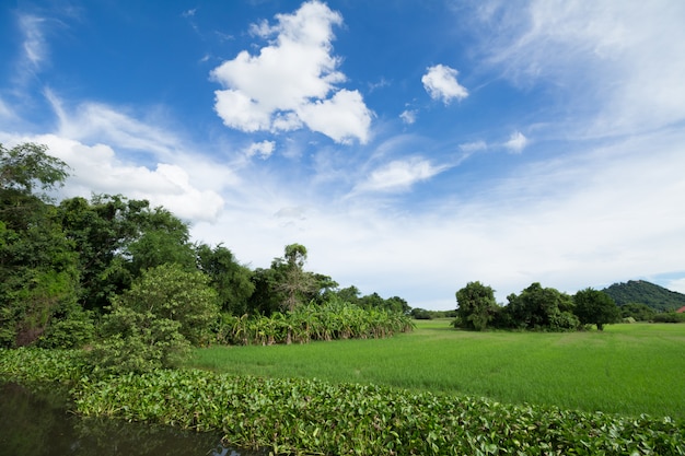 Image de rizière verte avec un ciel bleu pour l&#39;utilisation de l&#39;arrière-plan