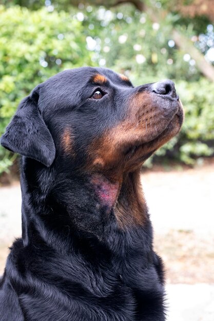 Photo image d'un rottweiler avec un point chaud sur le cou