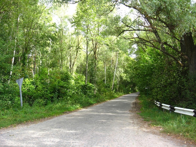 Image de route asphaltée dans la forêt