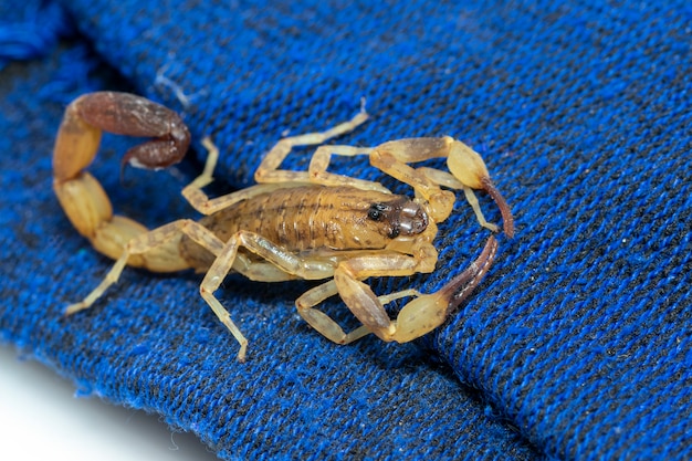 Image de scorpion brun sur tissu bleu. Insecte. Animal.